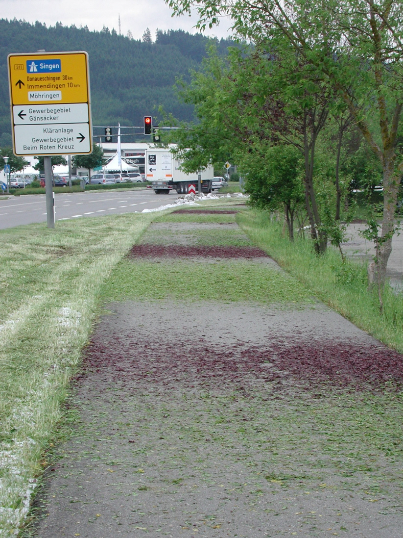 Radweg bei Abzweig Gnscker, Farbspiel mit Blttern